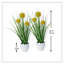 Arrangement floral Pom-Pom Billy-Button en pot