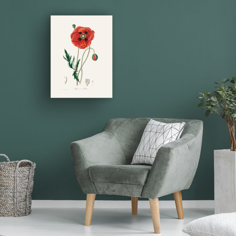 «John Stephenson And Common Poppy», art sur toile botanique, H 19 po x l 14 po