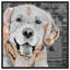 « love golden retriever », impression sur toile tendue-66813064-18011216