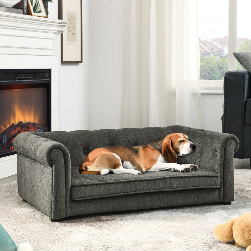 Élégant chien gris foncé pour les grands animaux de compagnie, Gris foncé