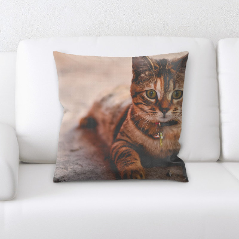 Housse et insert de coussin carré pour chat