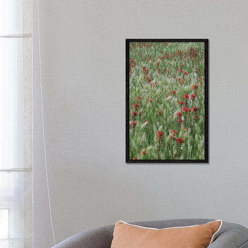 Indian Paintbrush And Foxtail Barley Field, Texas by Tim Fitzharris - Gallery-Wrapped Canvas Giclée on Canvas, Black Framed