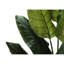 Mcdaniel Strelitzia plante