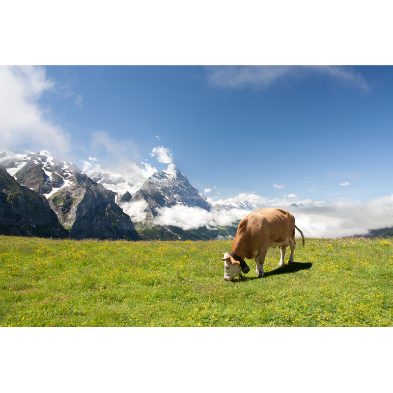 Grazing Cow In Alps by Jirsak - Wrapped Canvas Print, 30cm H x 46cm W