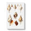 Conch Shells by Albert I - Wrapped Canvas-55304278