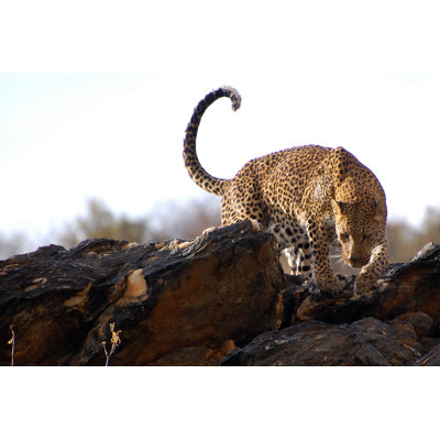 " Leopard In Namibia " by Carge