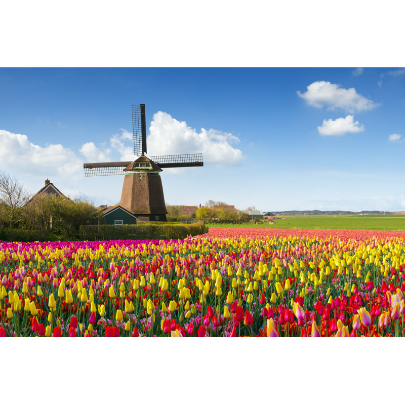 Dutch Spring Scene - Wrapped Canvas Print, 51cm H x 76cm W