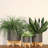 5" Planter W/ Wood Stand-1730204287