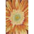 Colleen Floral Indoor Rug-20074368