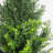 60cm Faux Tree in Pot Liner