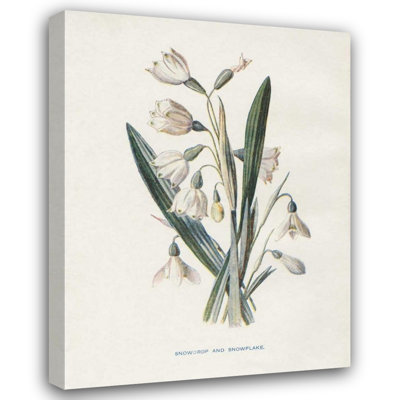  Babbitt, Gwendolyn Gallery Wrapped Canvas Art Titled: Snowdrop and Snowflake
