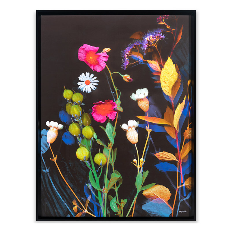 Wildflower Collection 2 Print by Katie Todaro, Black Framed Paper