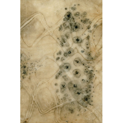 Stones II by Jennifer Goldberger - Wrapped Canvas Art Prints