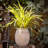 Maruska Pot Planter-1561534833