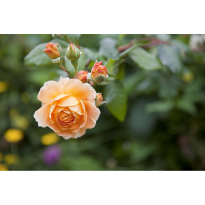 " Peach Rose " by Huskidoo