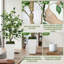 Plant-448456631