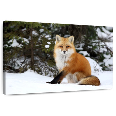 Winter Red Fox