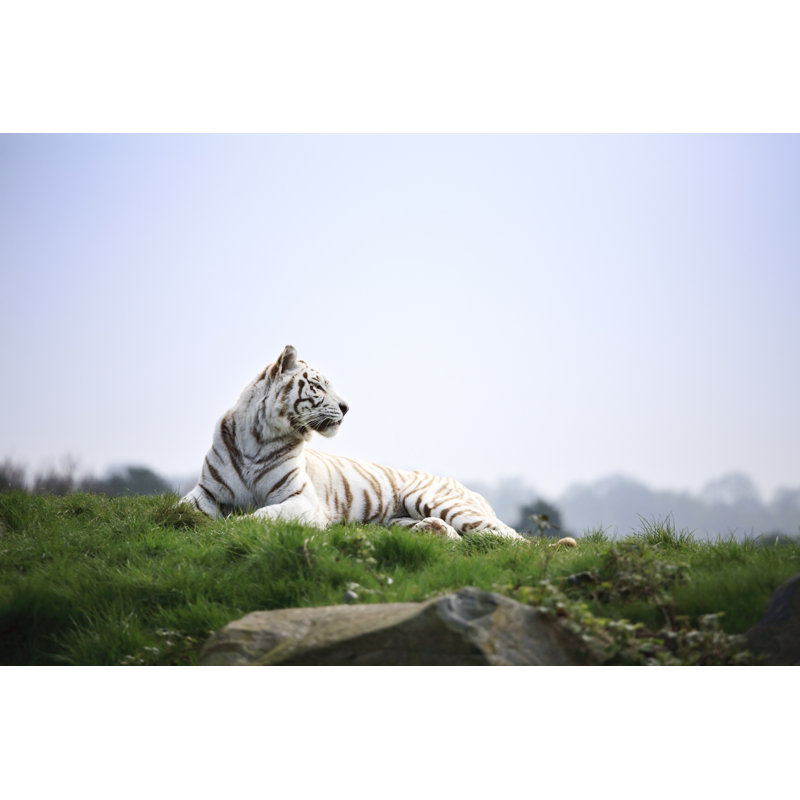White Tiger Basking In The Sun by DrRave - Print, 20cm H x 30cm W x 3.8cm D