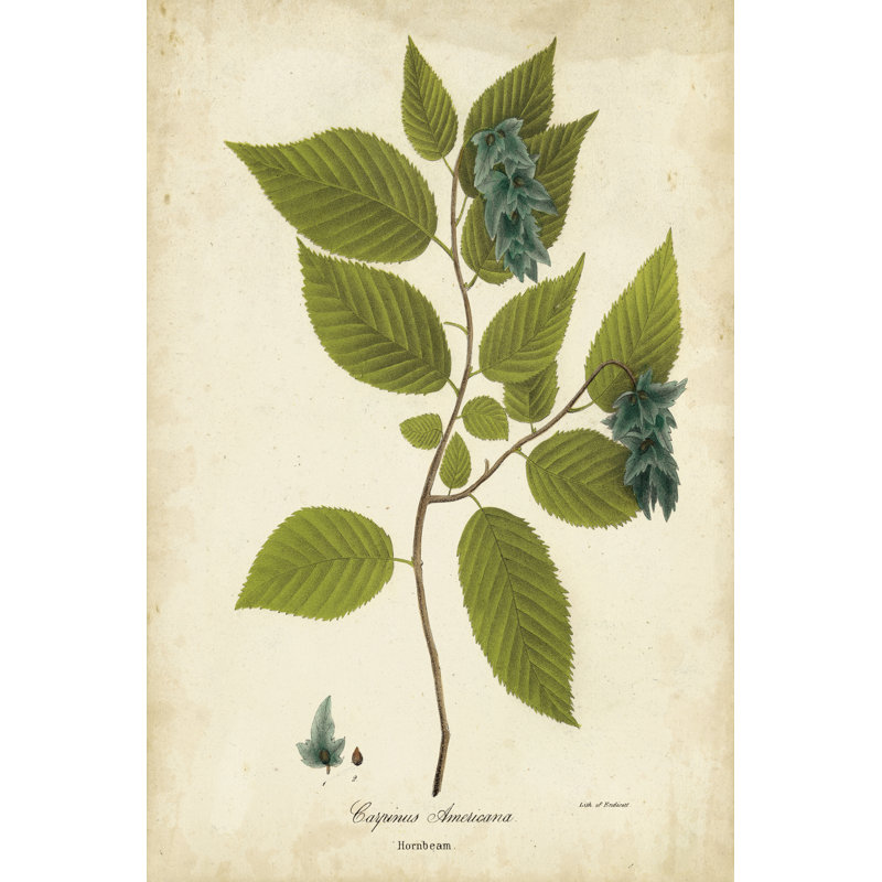 Hornbeam Tree Foliage by John Torrey - Wrapped Canvas Painting, 46cm H x 30cm W x 3.8cm D