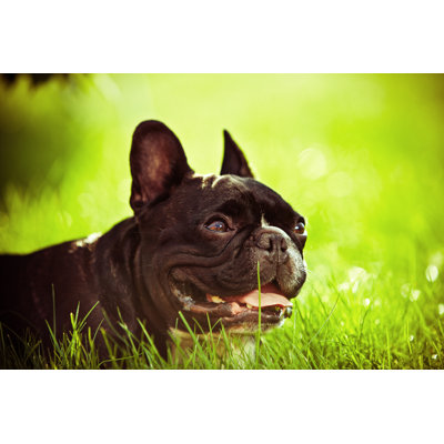French Bulldog - Wrapped Canvas Print
