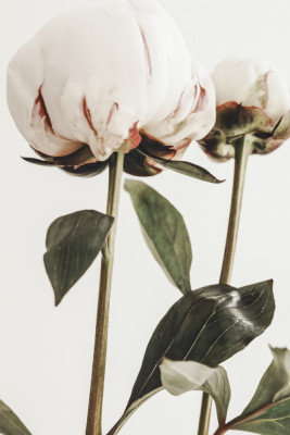 Wrapped Canvas Print, 81.28 cm H x 121.92 cm W