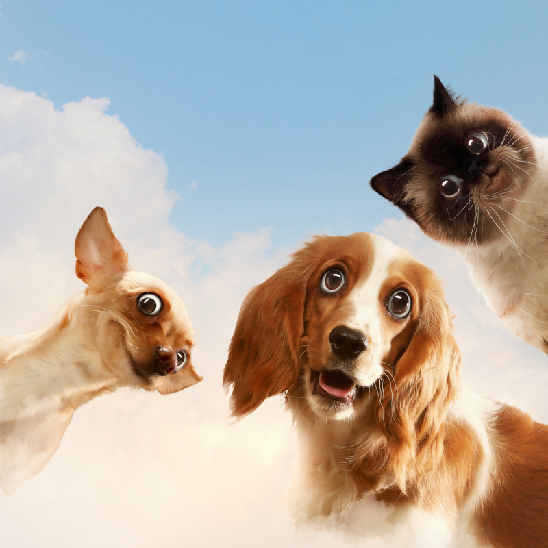 Pets - Wrapped Canvas Print, 30cm H x 30cm W x 3.8cm D