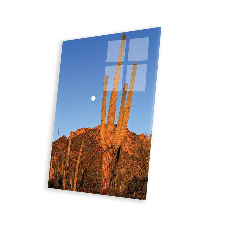 Foundry Select Giselly Saguaro Cactus In Desert Landscape, Sonoran ...
