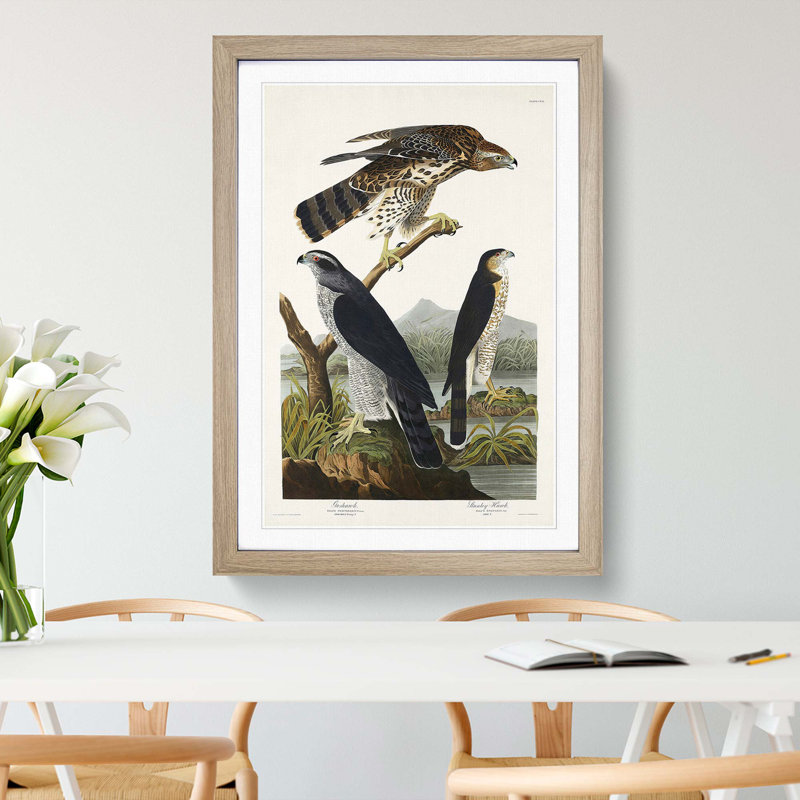 Goshawks & Stanley Hawk by John James Audubon - Picture Frame Painting Print, Oak Framed, 36cm H x 27cm W x 2cm D