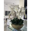 Blaze Bowl With Phalaenopsis Orchids-831485841