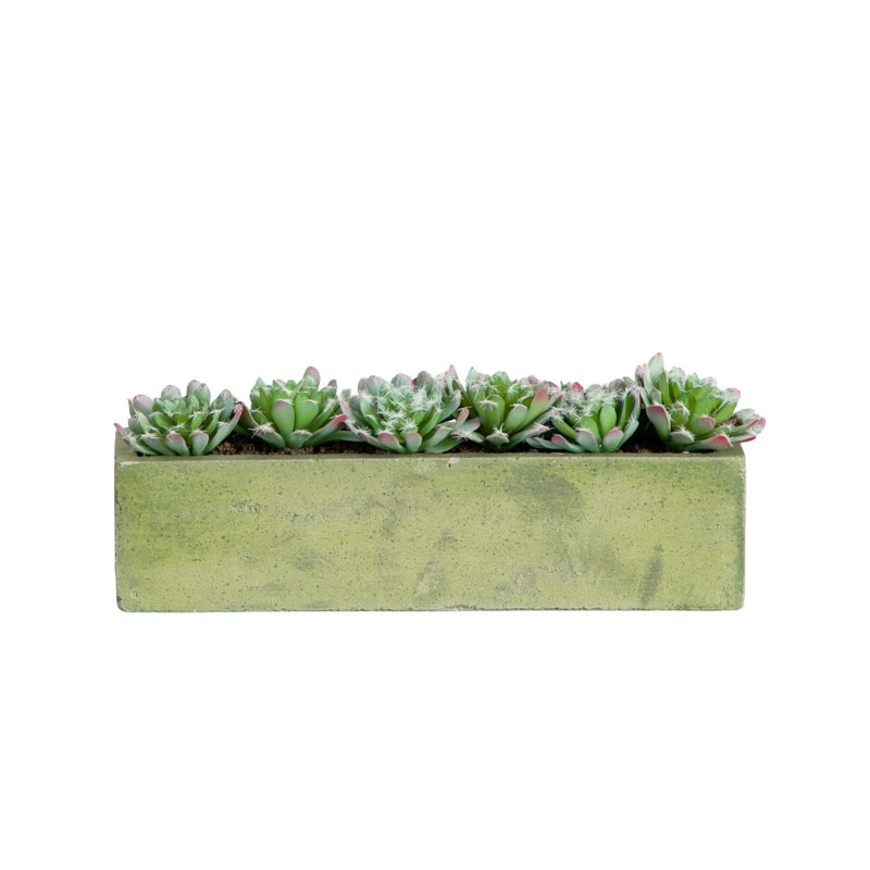 Succulent Garden with Textured Concrete Planter