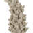 Staghorn Coral Object-117664822