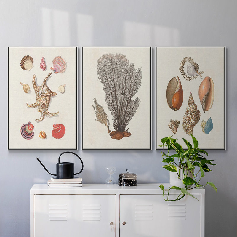 Knorr Shells & Coral I, ensemble de 3 toiles encadrées sur toile, H 40 po x l 78 po, Cadre blanc