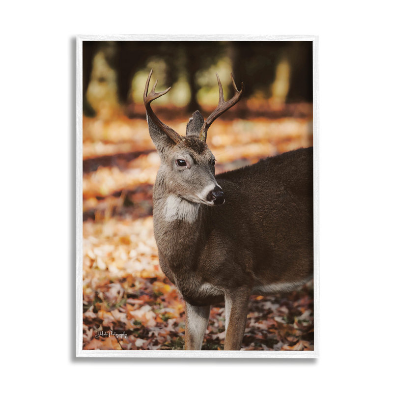 «Deer In Fall Foliage» par Dakota Diener, H 14 po x l 11 po x P 1,5 po, Giclée encadrée noir minuit