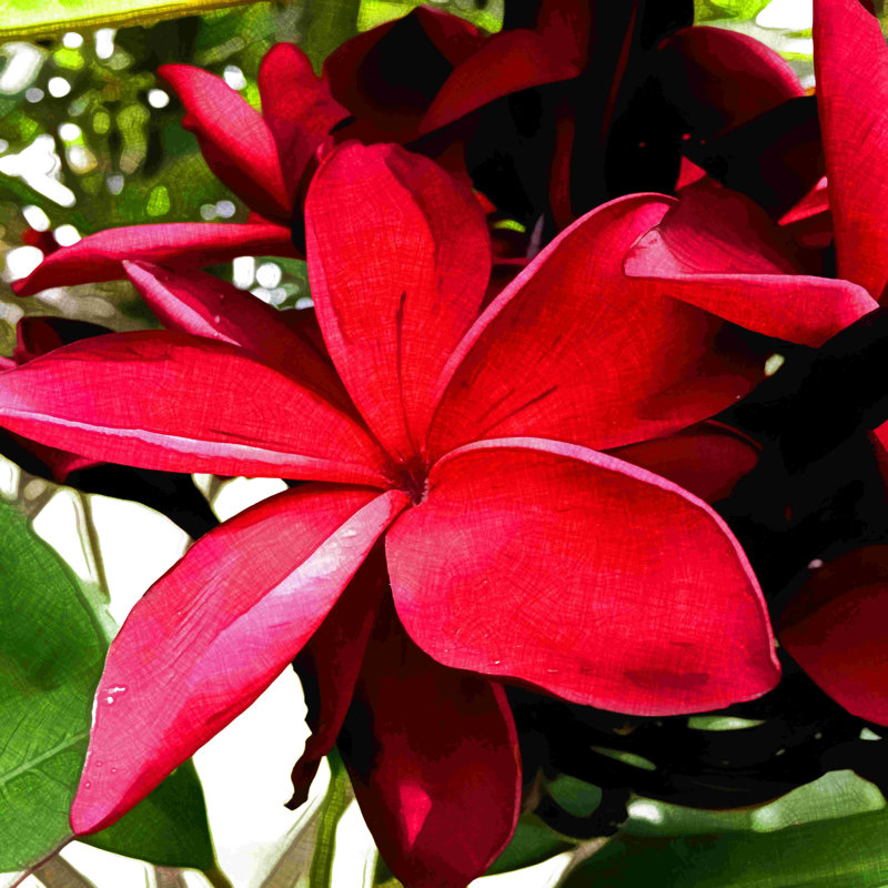 Plumeria In The Sun - Impression sur toile tendue, H 12 po x l 12 po