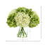 Hortensias en vase
