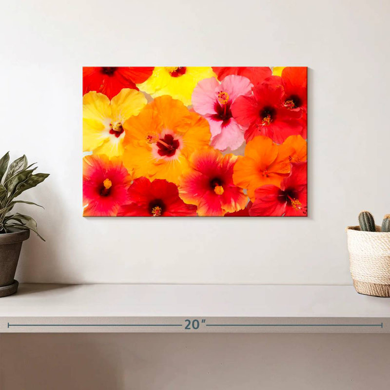 Hibiscus Harnek en été, H 8 po x l 12 po
