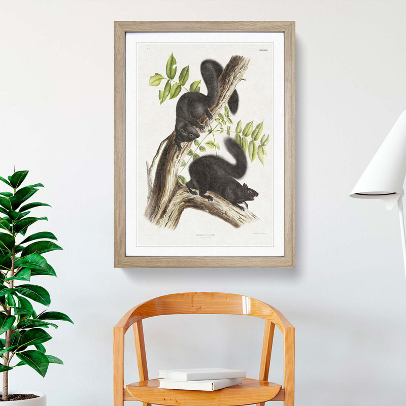 Black Squirrels by J.W. Audubon - Picture Frame Art Print, Oak Framed, 48cm H x 36cm W x 2cm D