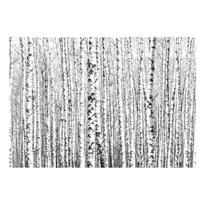 Birch Forest Wallpaper Mural