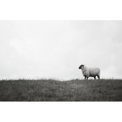 Islay Sheep II by Laura Marshall Soft Pastoral Animal Photographic Print with Mounting Hardware