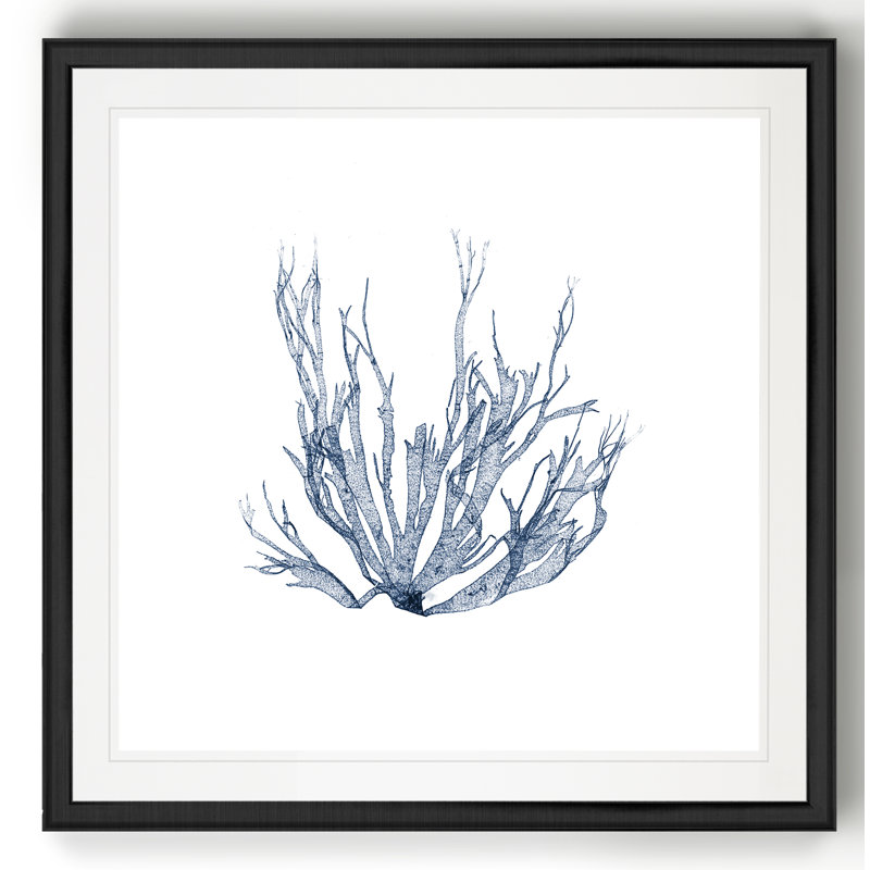 " Navy Seaweed IV ", 17.5" H x 17.5" W x 1.5" D, Black Framed