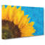 Sunflower at the End of Summer - Wrapped Canvas-56640594