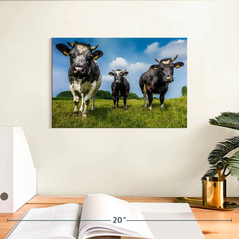 Vache, H 8 po x l 12 po