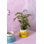 Handcrafted Ceramic Indoor Pot Planter