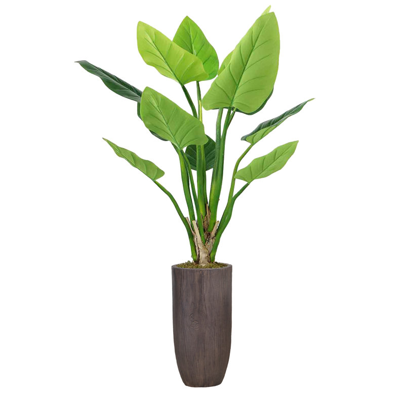 Panama Philodendron plante en pot