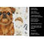Torchon Belge Brussels Griffon-1234934620