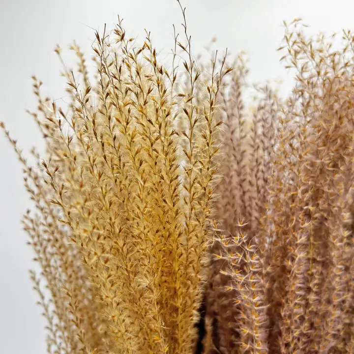 Ensemble de 4 bouquets de poussière de Bouddha séché préservé 21 po, Naturel