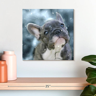 Brampt French Bulldog Puppy