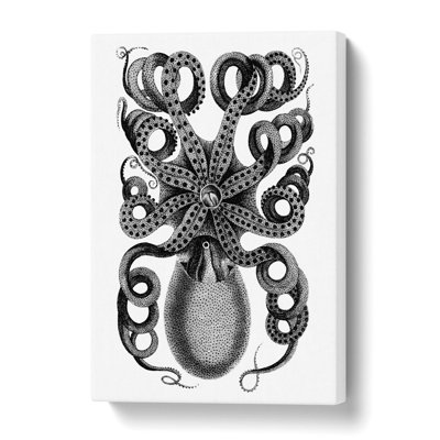 Rear Of An Octopus In Black & White by George Shaw - Wrapped Canvas Print