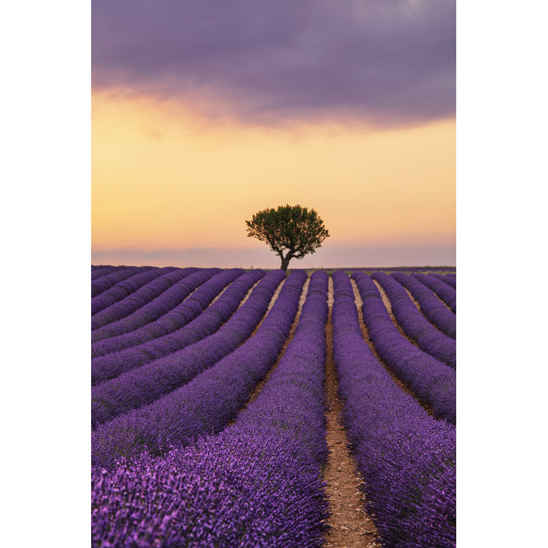 Purple Lavender Field Of Provence At Sunset - Wrapped Canvas Print, 76cm H x 51cm W x 3.8cm D