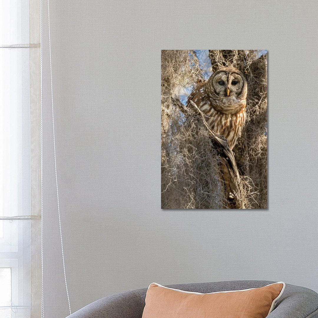 Barred Owl, Aka Hoot Owl In Tree, Florida, USA von Joe & Mary Ann McDonald - Gallery-Wrapped Canvas Giclée on Canvas